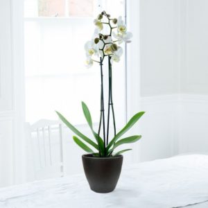 white-orchid-in-grey-pot